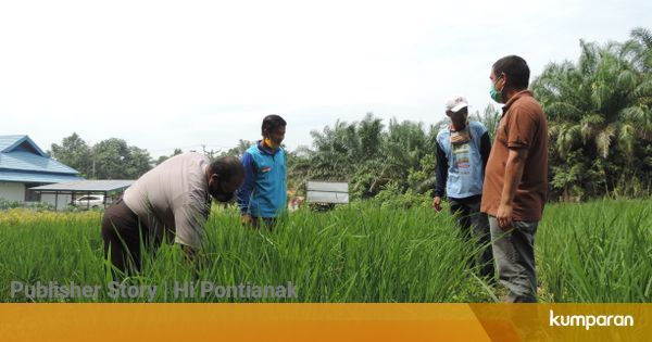 Pemdes Ensalang hingga PPL Dukung Program  Pertanian  Padi 